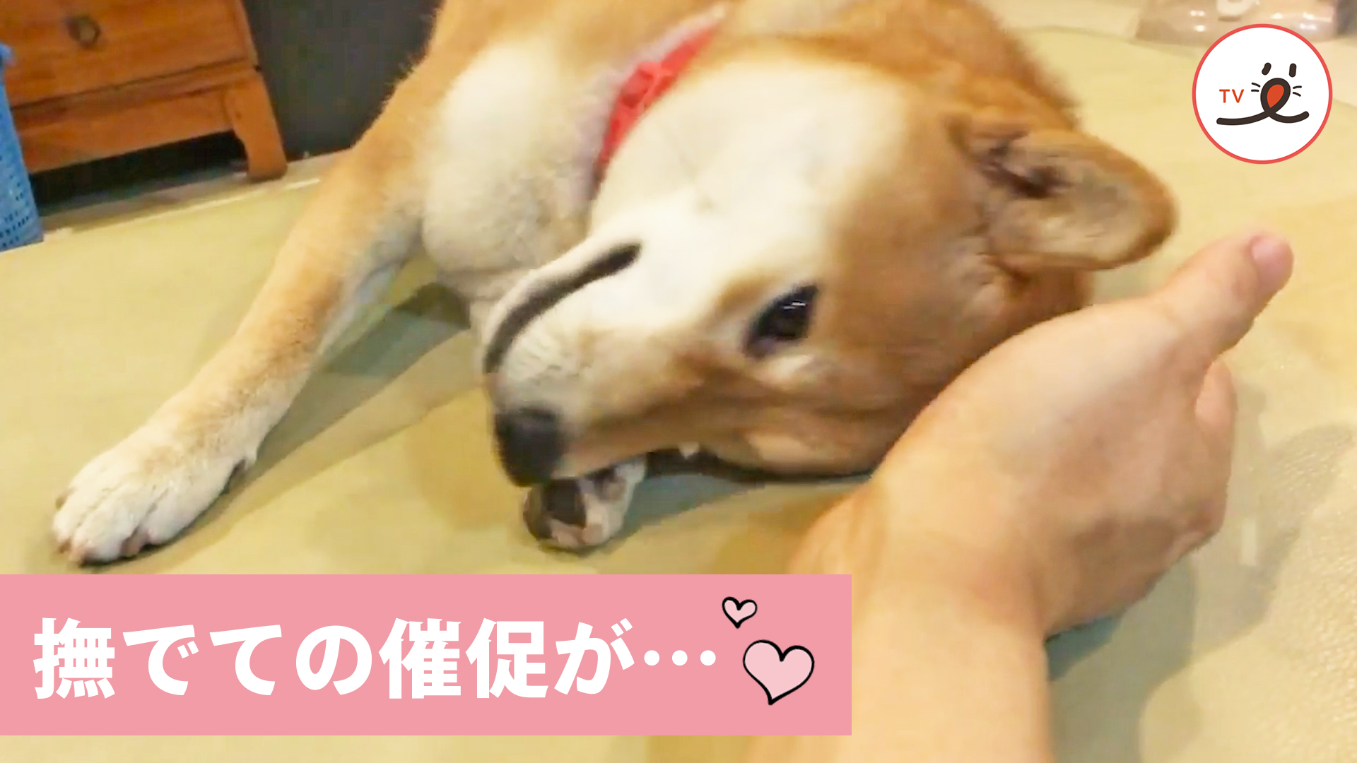 もっとナデナデして 柴犬の要求に逆らえる Peco Tv Yahoo Japan