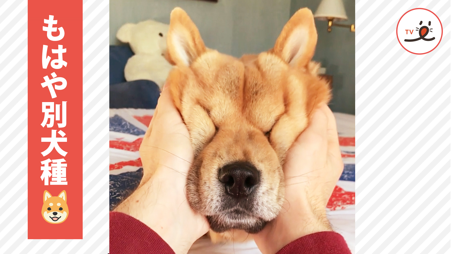 極楽マッサージ もちもちほっぺで変顔になっちゃう柴犬さん Peco Tv Yahoo Japan