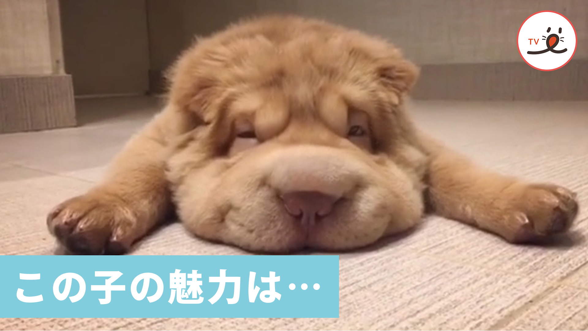 しわしわな顔がユーモラスなシャーペイ でも この犬の魅力はそれだけじゃありません Peco Tv Yahoo Japan