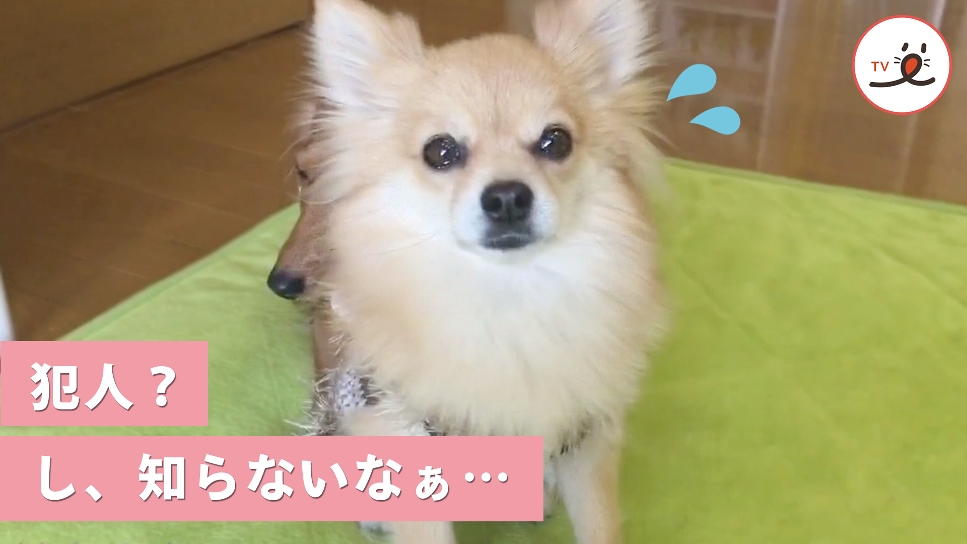 スリッパがボロボロに 犯人犬探しはまさかの結末が Peco Tv Yahoo Japan