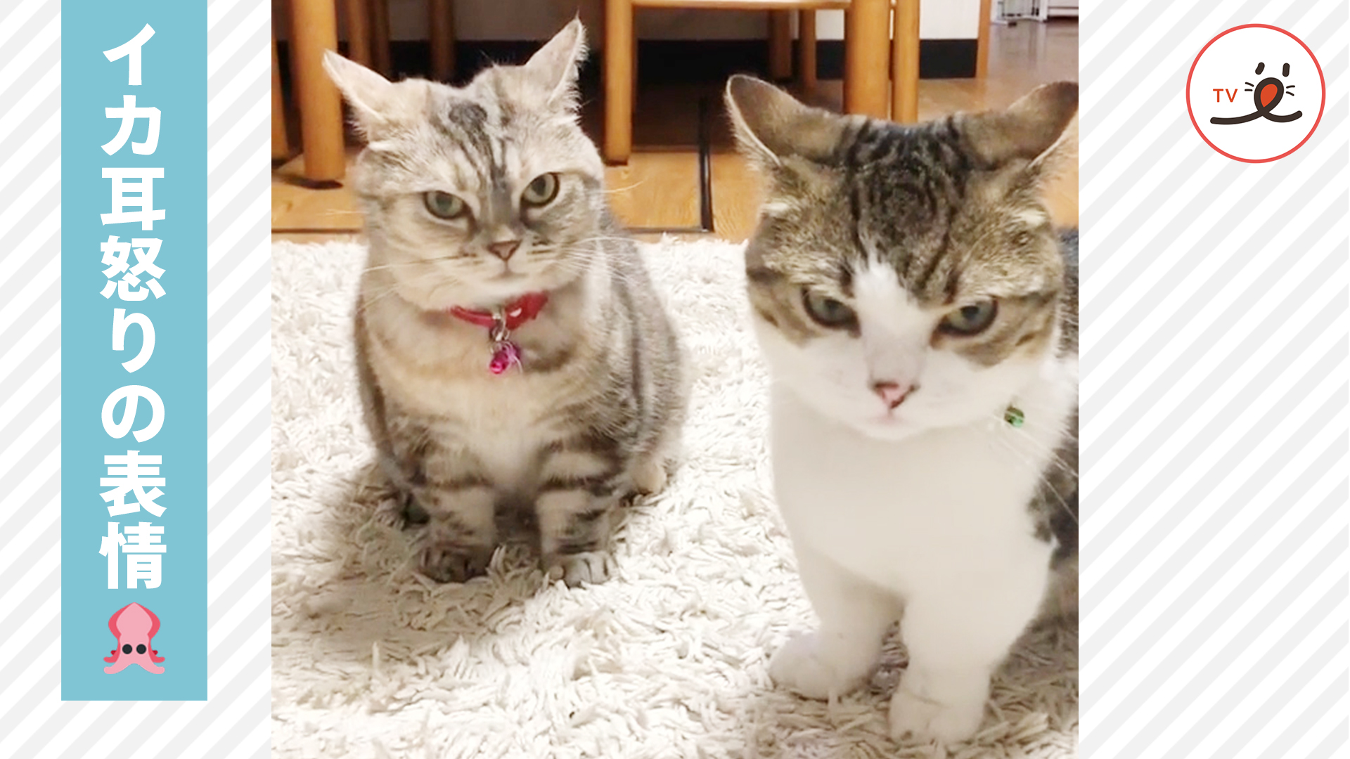 耳をピンと立てる イカ耳 実は猫一族に受け継がれる奥義イカ耳拳 Peco Tv Yahoo Japan