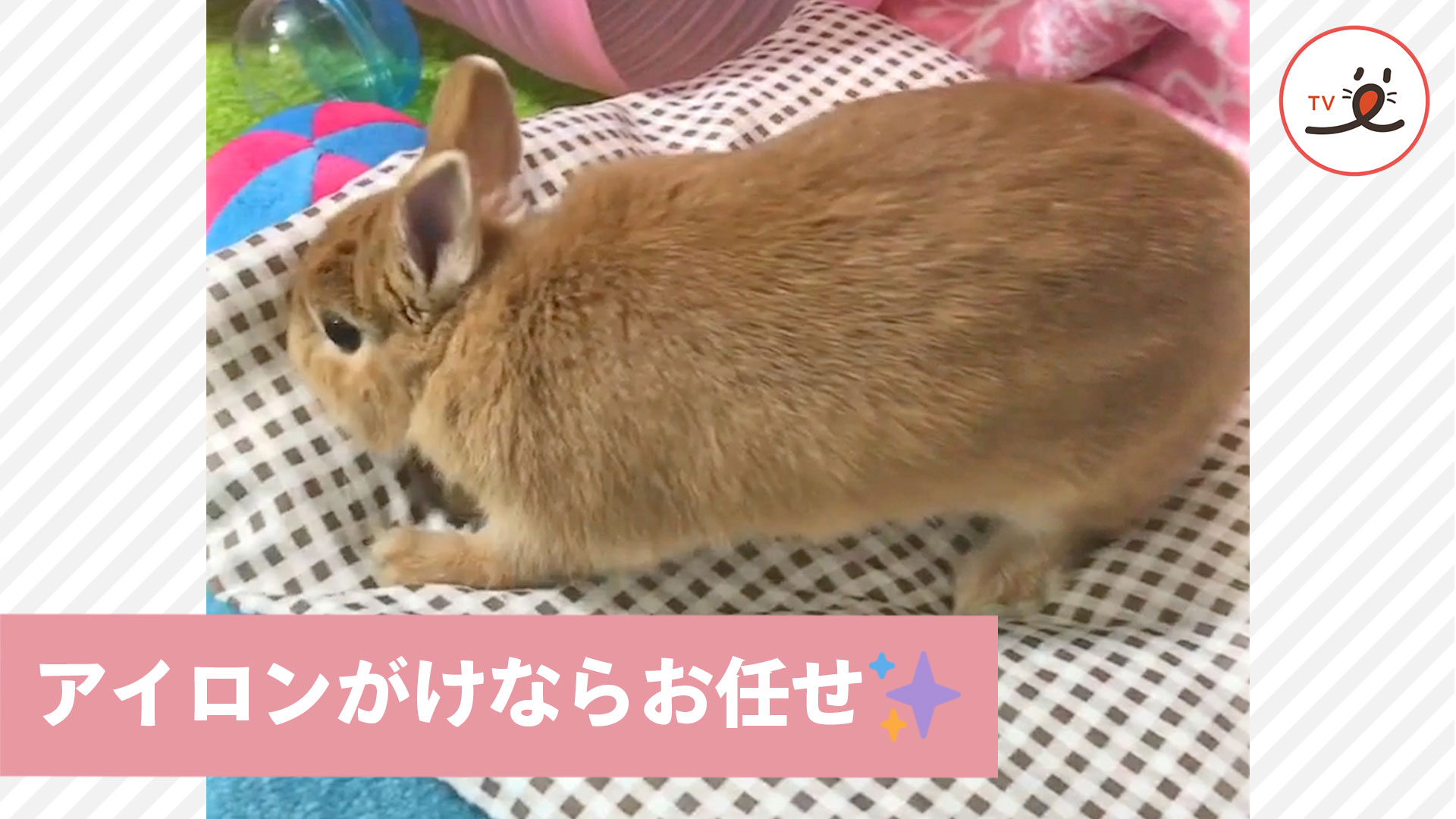 隠れた本能 座布団に アイロンがけ をするうさぎさん Peco Tv Yahoo Japan