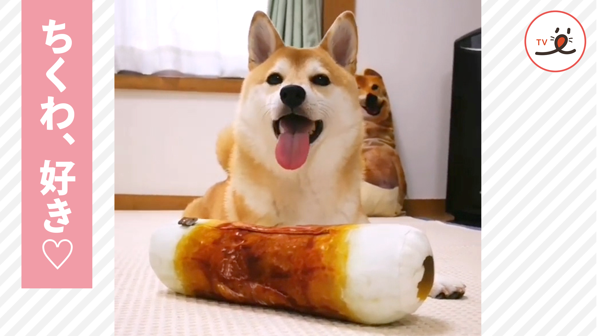 美味しそうに ちくわクッション をあむあむ中の柴犬さん Peco Tv Yahoo Japan