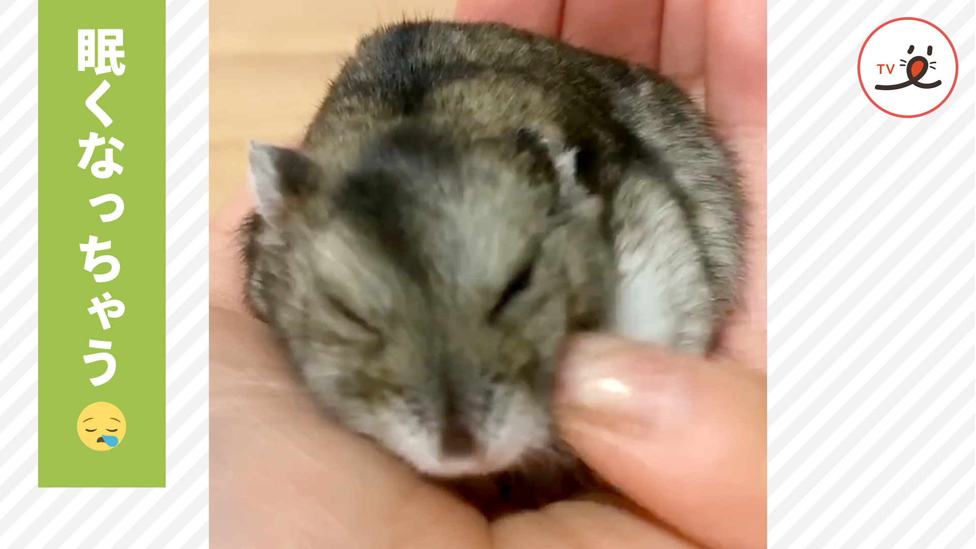 あ 寝ちゃった ほっぺを撫でるとすぐ眠くなるハムスターさん Peco Tv Yahoo Japan