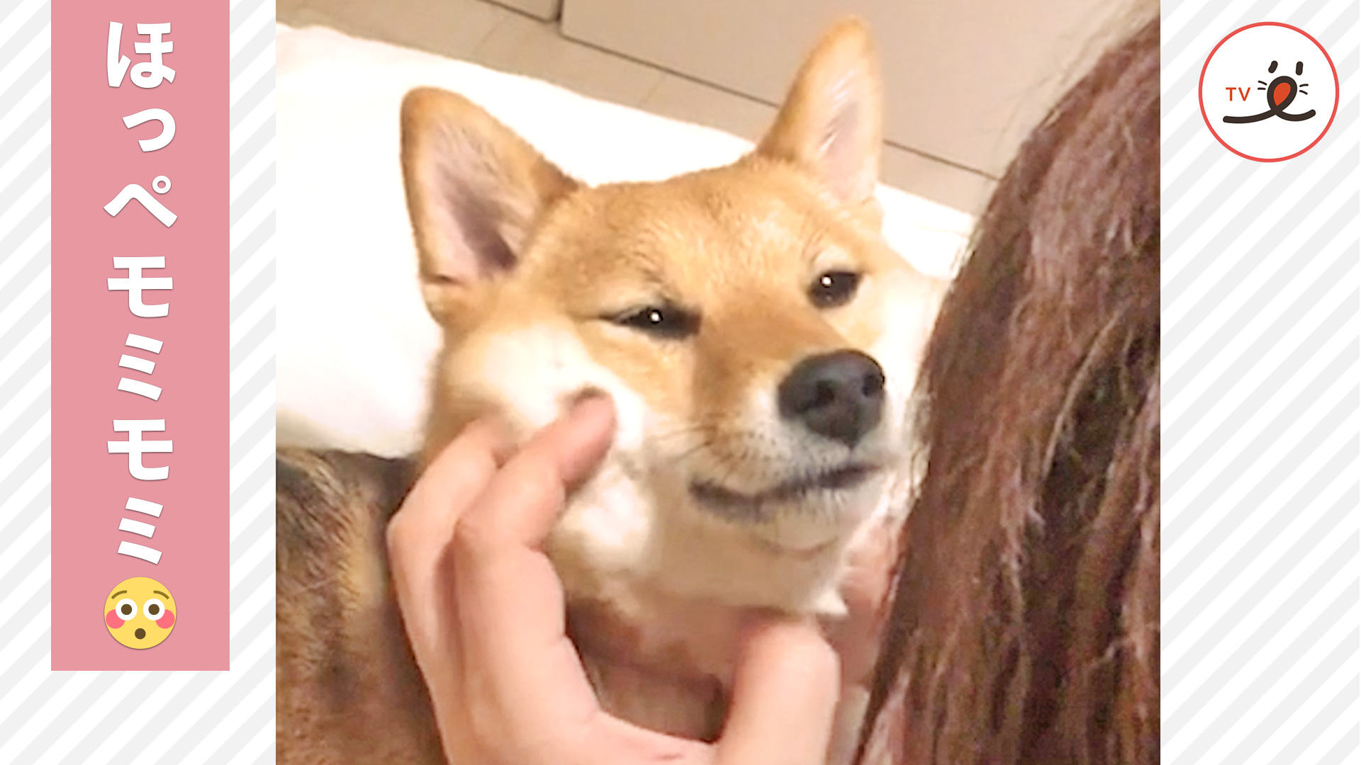 柴犬さん 寝る前にはほっぺたモミモミマッサージが欠かせません Peco Tv Yahoo Japan 柴犬さん 寝る前にはほっぺたモミモミマッサージが欠かせません Peco Tv Yahoo Japan