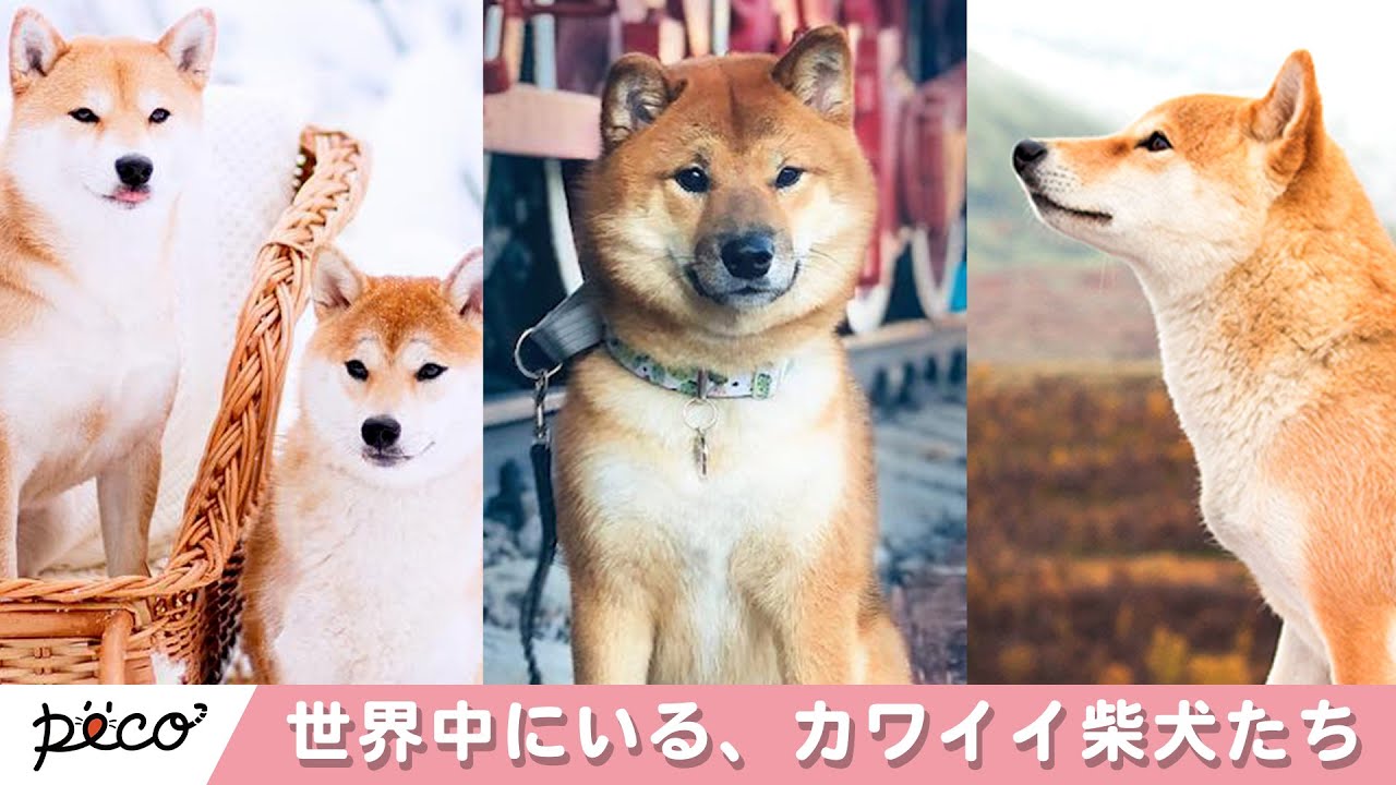 世界の柴犬5選 世界のかわいい柴犬と その暮らし Peco Tv Yahoo Japan