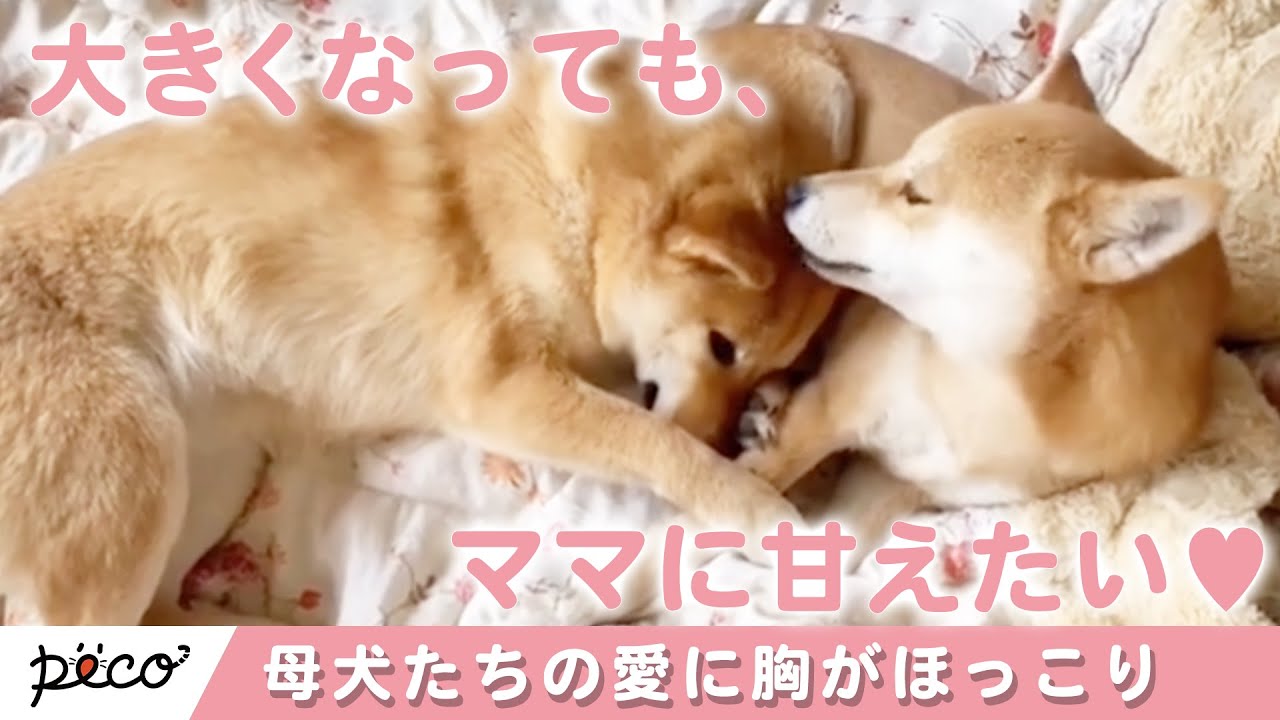 「母犬の愛は偉大です」子犬を可愛がるママたちの姿にキュンとする Peco Tv Yahoo Japan