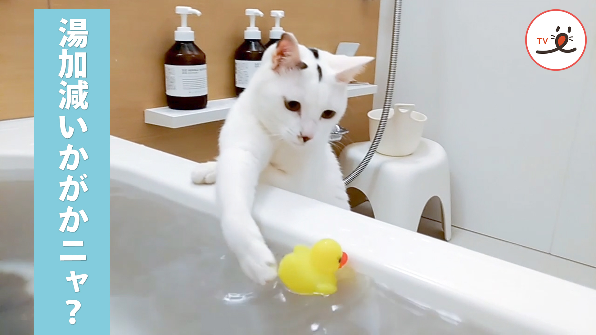 いい湯だニャ♪ 飼い主さんと一緒にお風呂を楽しむ猫ちゃん Peco Tv Yahoo Japan