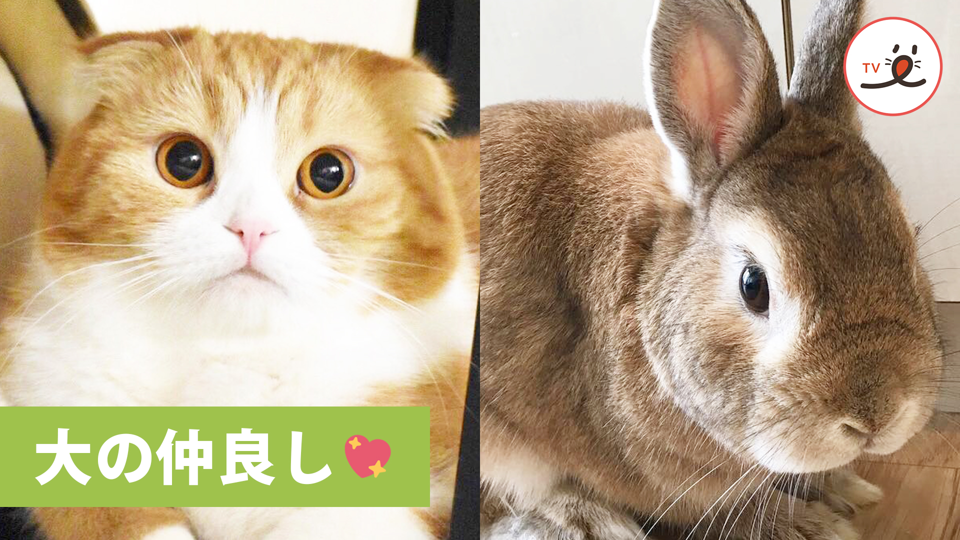 種を超えた信頼関係 とっても仲良しなウサギとネコ Peco Tv Yahoo Japan