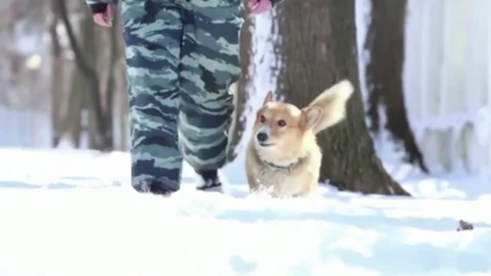 お疲れさま ロシアで唯一 コーギーの警察犬が退官 ロイター映像ニュース Yahoo Japan