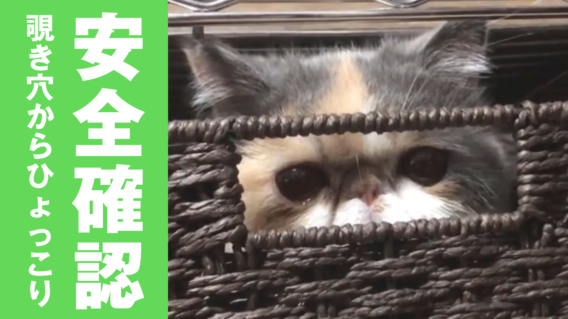 ひょっこり！入れ物の覗き穴からカメラを見つめる猫 - ねこちゃんホンポ TV | Yahoo! JAPAN