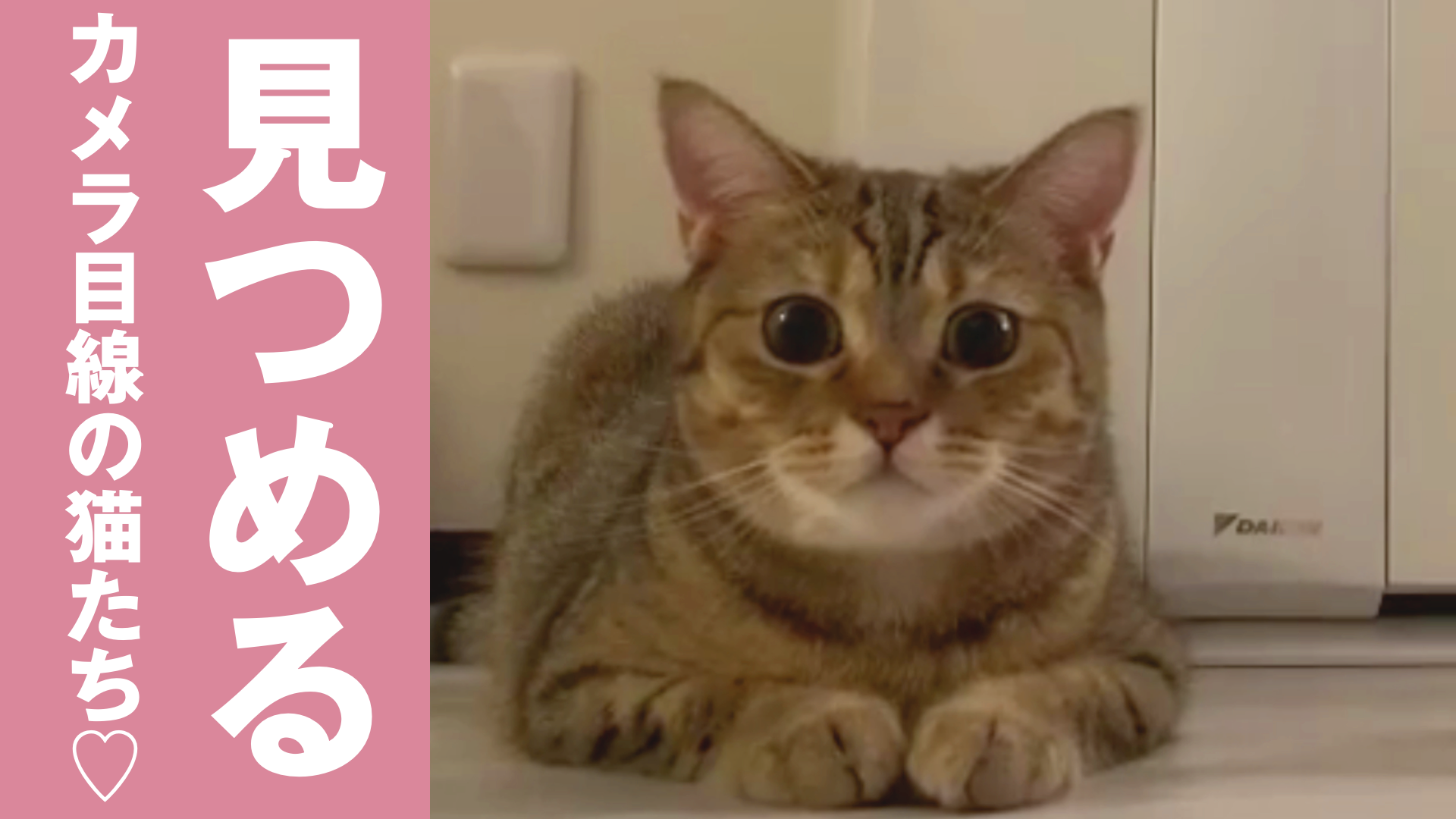 カメラ目線で並んで座る仲良しな猫たちが可愛い ねこちゃんホンポ Tv Yahoo Japan