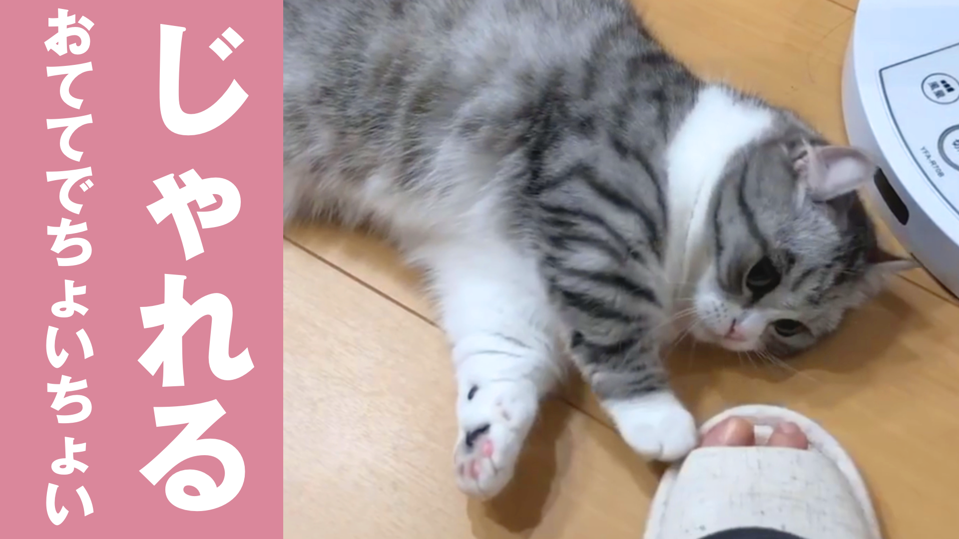 飼い主さんの足にじゃれる猫 ねこちゃんホンポ Tv Yahoo Japan