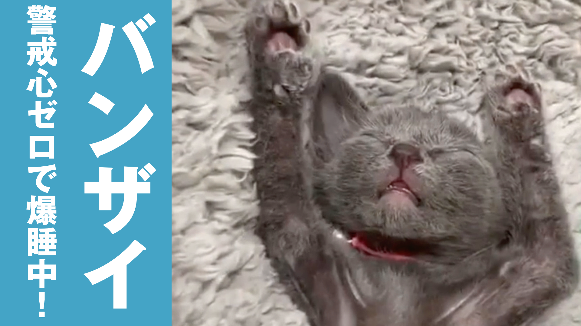 バンザイで爆睡する子猫が可愛すぎる ねこちゃんホンポ Tv Yahoo Japan