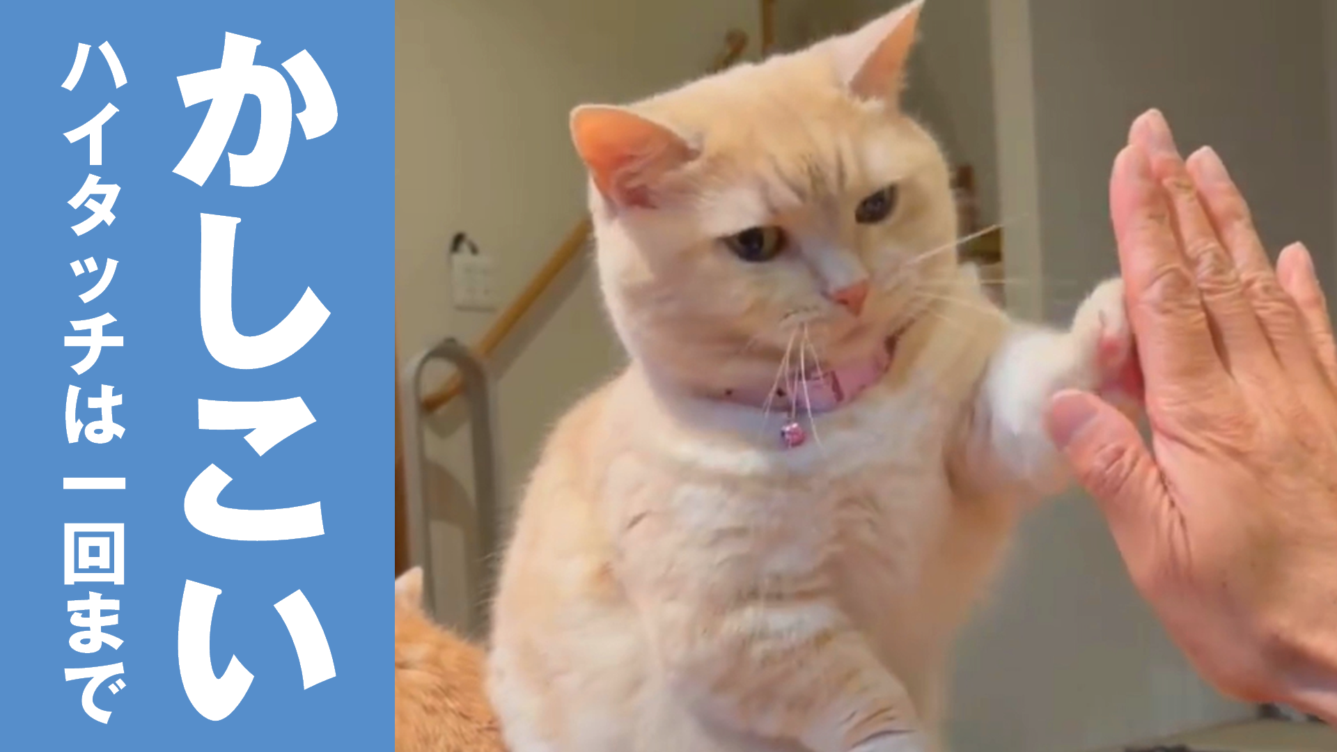 おやつが欲しくてハイタッチする猫が可愛い♡ ねこちゃんホンポ TV Yahoo! JAPAN おやつが欲しくてハイタッチする猫が可愛い♡ ねこちゃんホンポ TV Yahoo! JAPAN