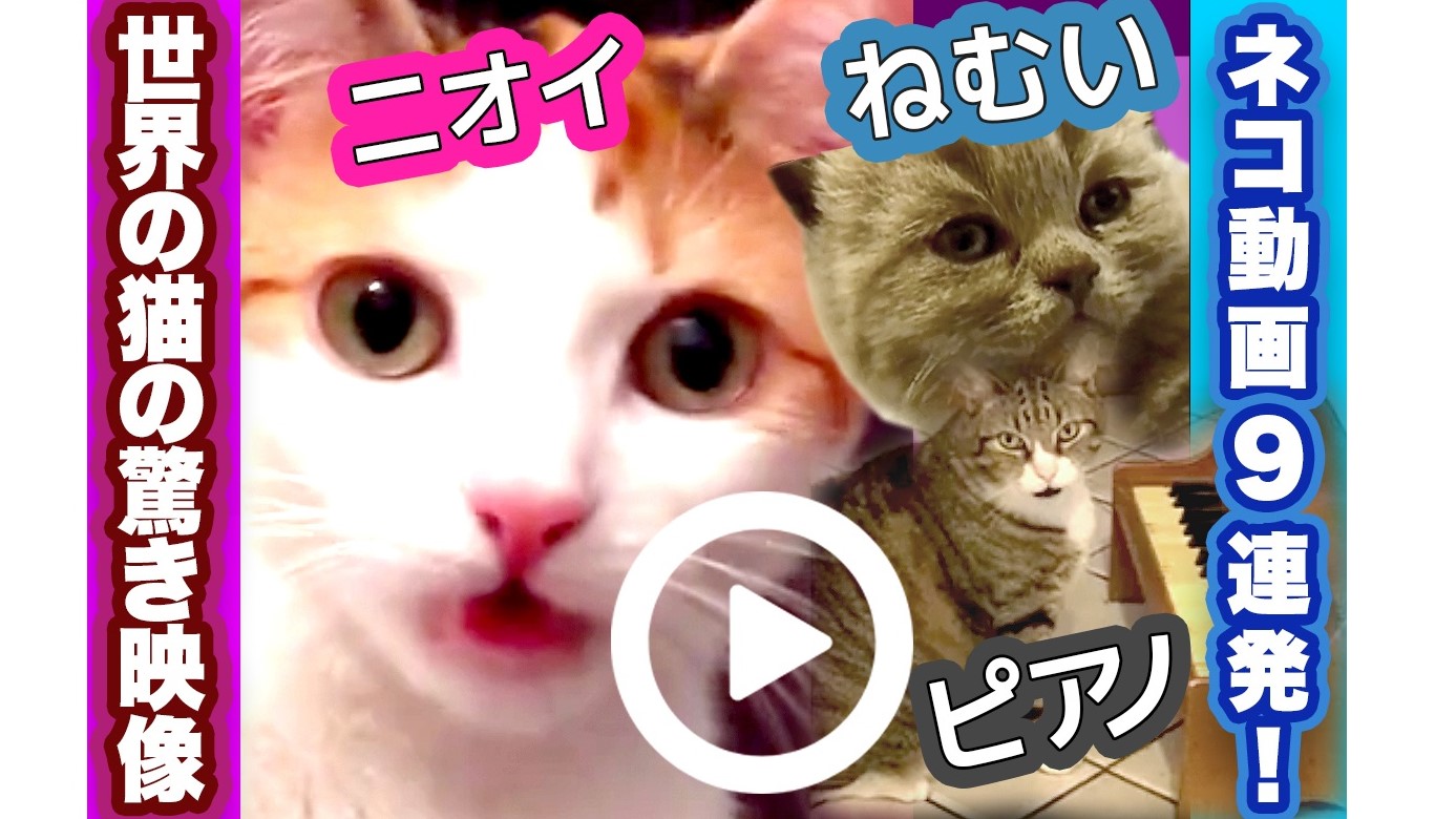 ネコ動画9連発 世界の猫の驚き映像 猫おもしろ動画 Newsポストセブン 動画公式 Yahoo Japan