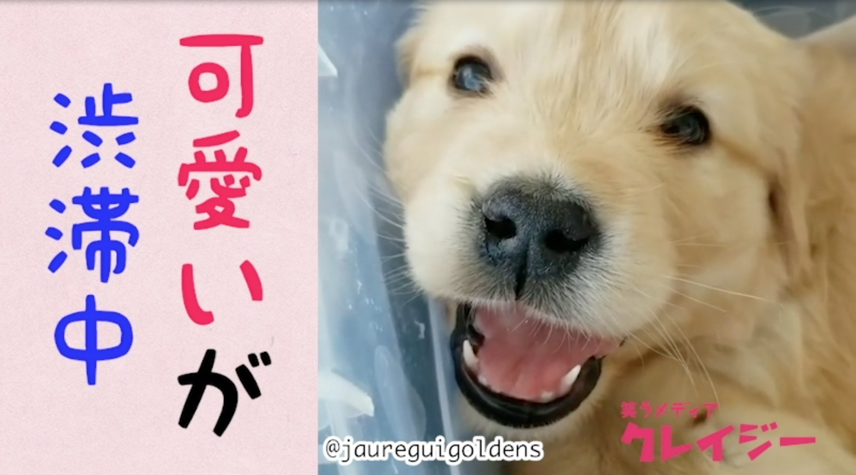 ウットリする可愛さ ゴールデンレトリバー子犬の赤ちゃんズ 笑うメディア クレイジー Yahoo Japan