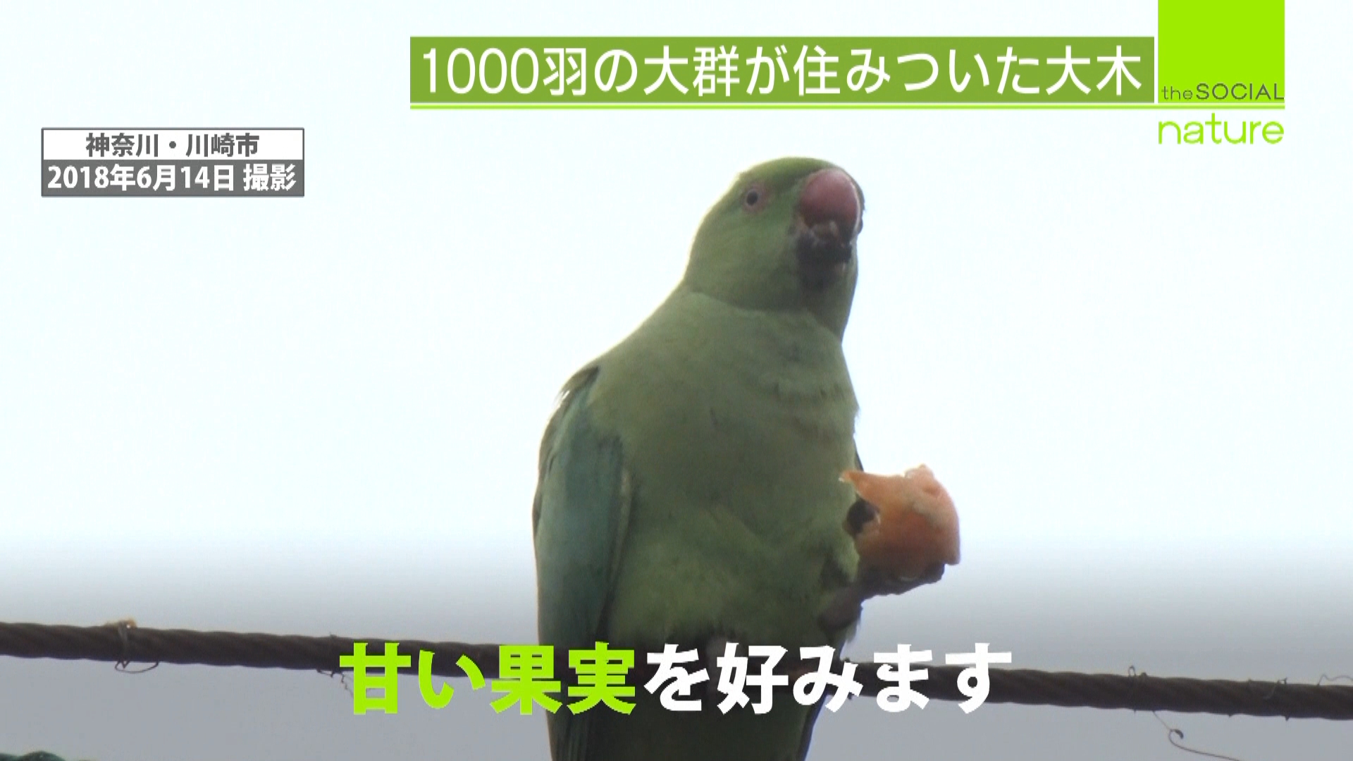 インコが大量発生 野生化したペットか 日テレnews24 Yahoo Japan